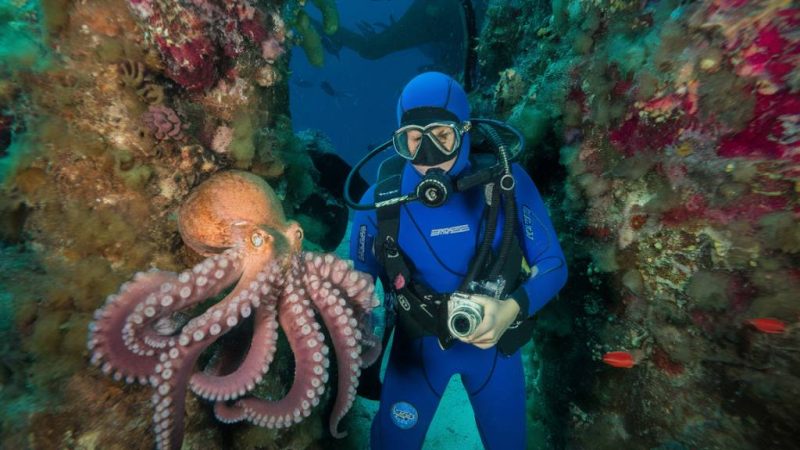 Plongée sous-marine : à la rencontre des écosystèmes profonds