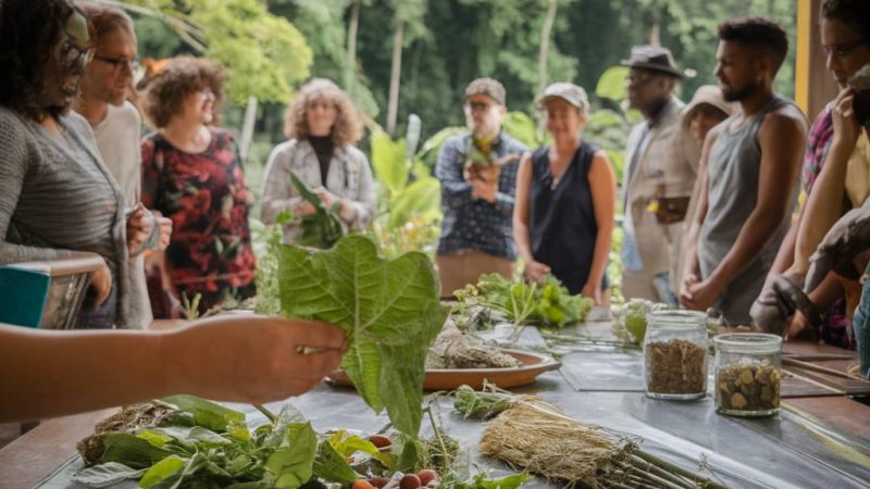 Les plantes médicinales oubliées des Caraïbes et leur retour en force